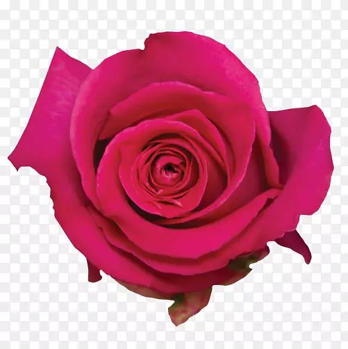 花园玫瑰，卷心菜，玫瑰花，玫瑰水，粉红色