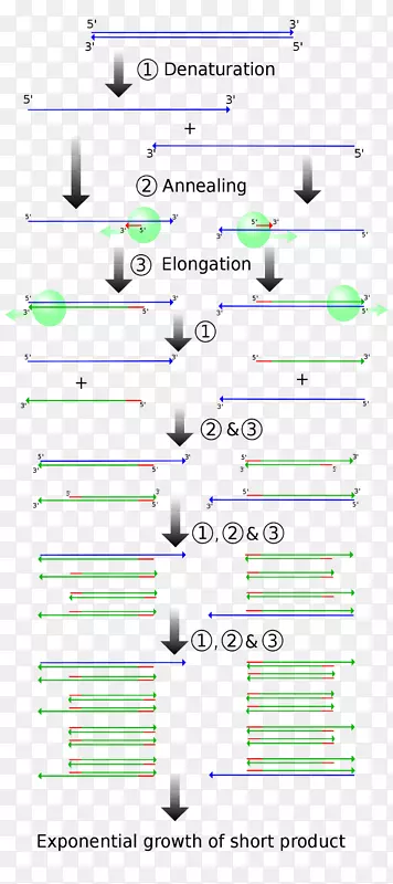 聚合酶链反应分子克隆DNA聚合酶载体