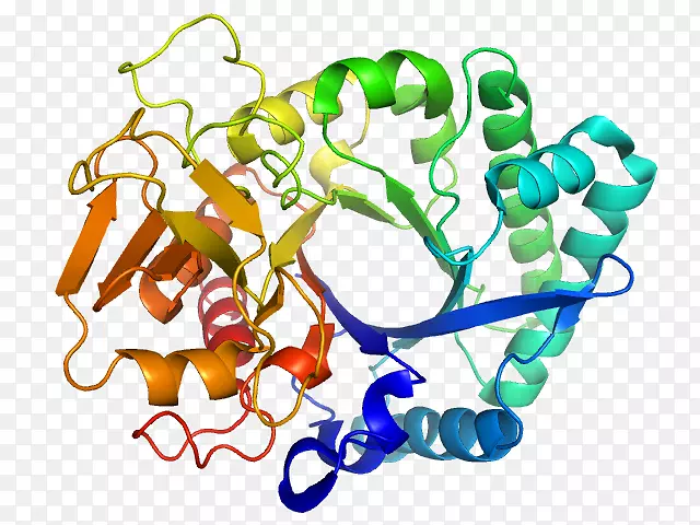 蛋白质折叠β片α螺旋
