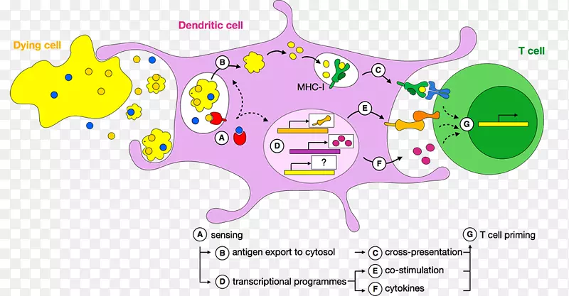 树突状细胞交叉提呈启动T细胞抗原-胞内