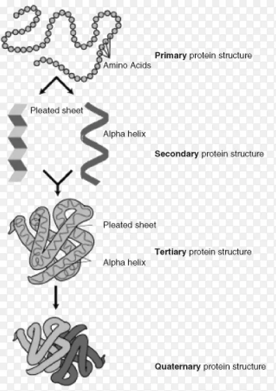 蛋白质结构预测蛋白质二级结构蛋白一级结构-结构