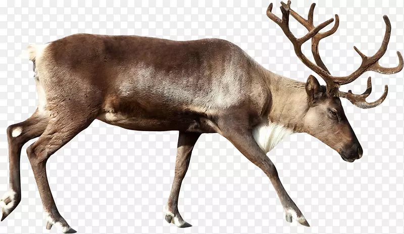 驯鹿鲁道夫圣诞老人驼鹿-驯鹿