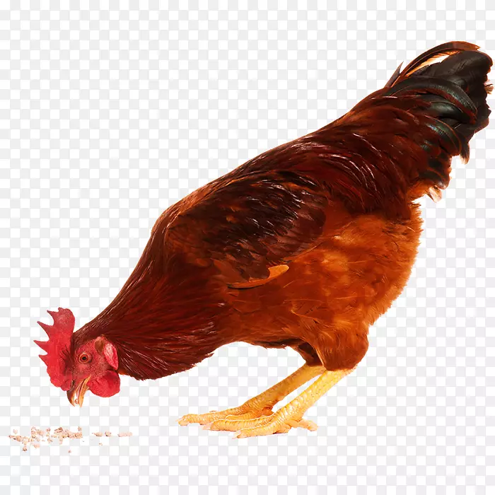 鸡肯德基摄影版税-免费-鸡肉