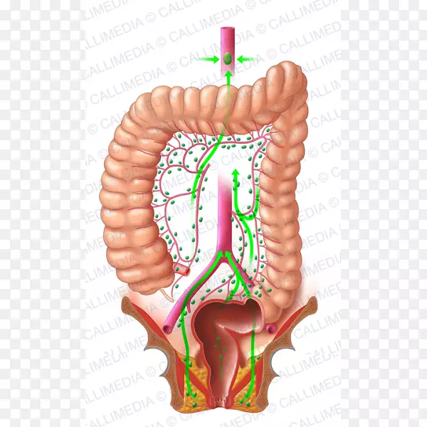 结直肠癌淋巴结直肠消化系统