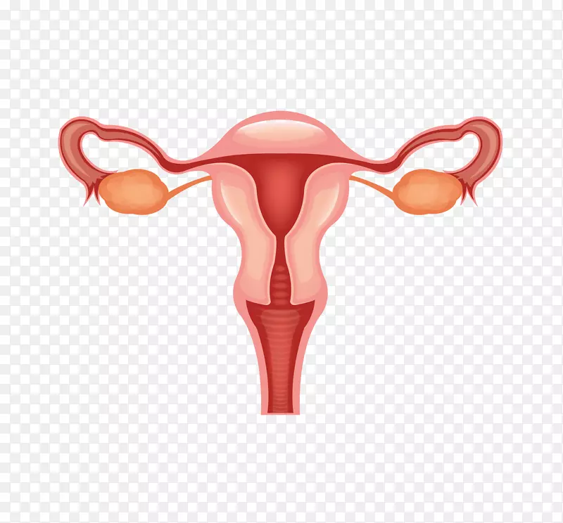 女性生殖系统-女性
