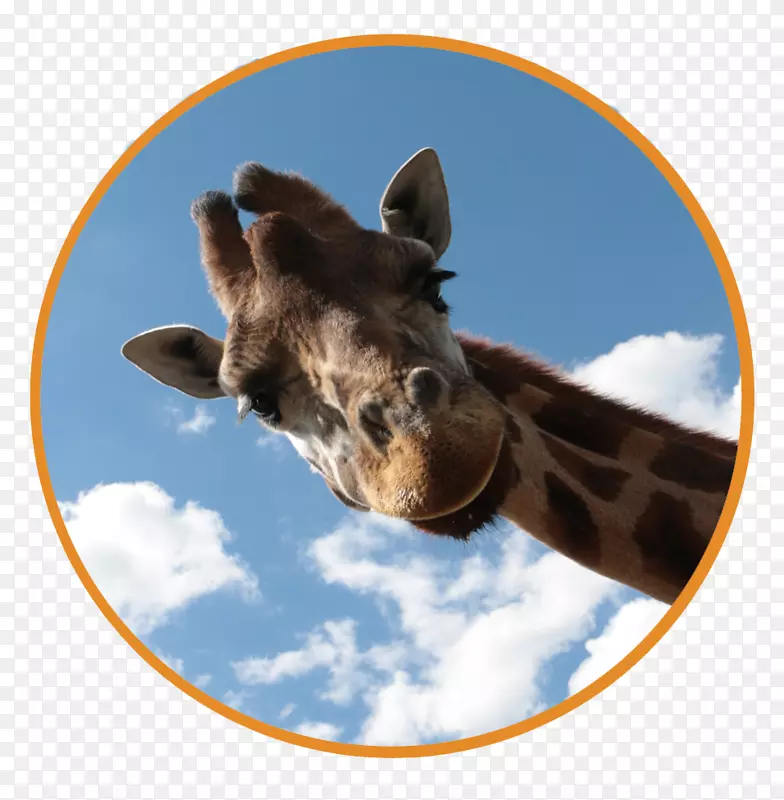鹿特丹stellenausschreibung就业后勤顾问-giraf