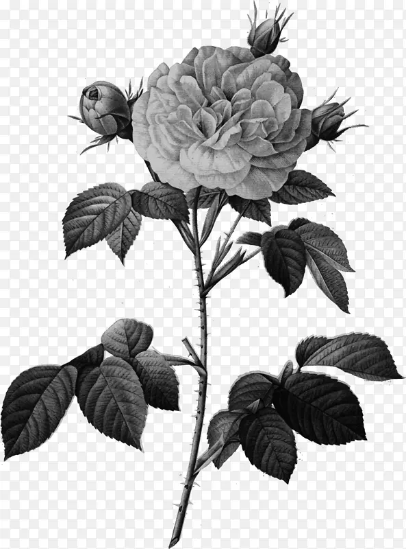 卷心菜玫瑰皮埃尔-约瑟夫·雷德(1759-1840)罗莎×阿尔巴雕刻画