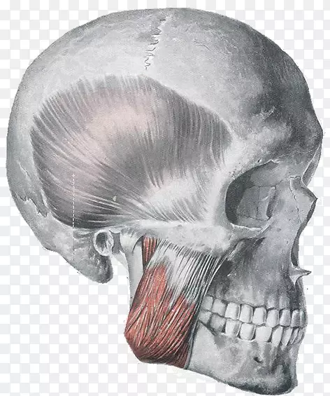咀嚼肌解剖口轮匝肌咀嚼肌增强力量