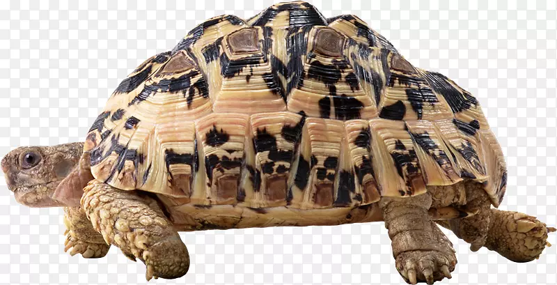 海龟-沙漠化