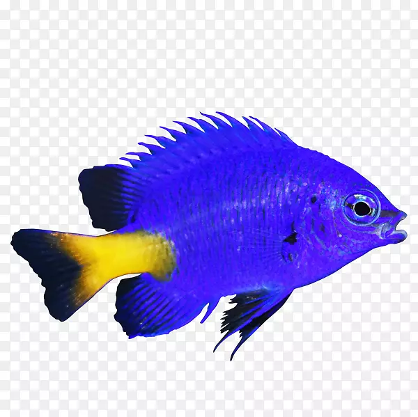 珊瑚礁鱼，黄尾蓝，红鳍鱼，海洋天使鱼-海底世界