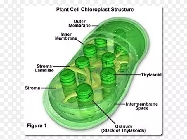 叶绿素a叶绿体植物细胞吸收分子