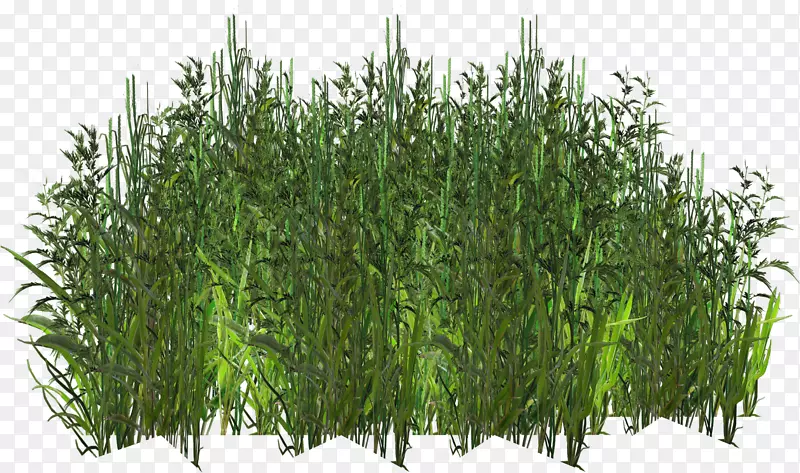草本植物纹理映射数字图像