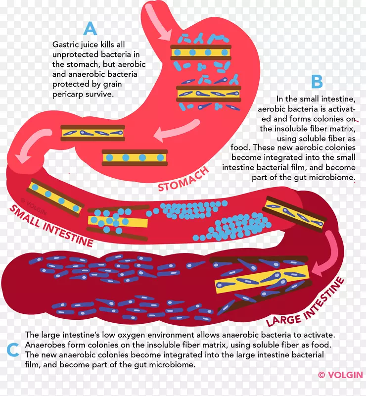 膳食纤维肠道菌群大肠胃肠道微生物