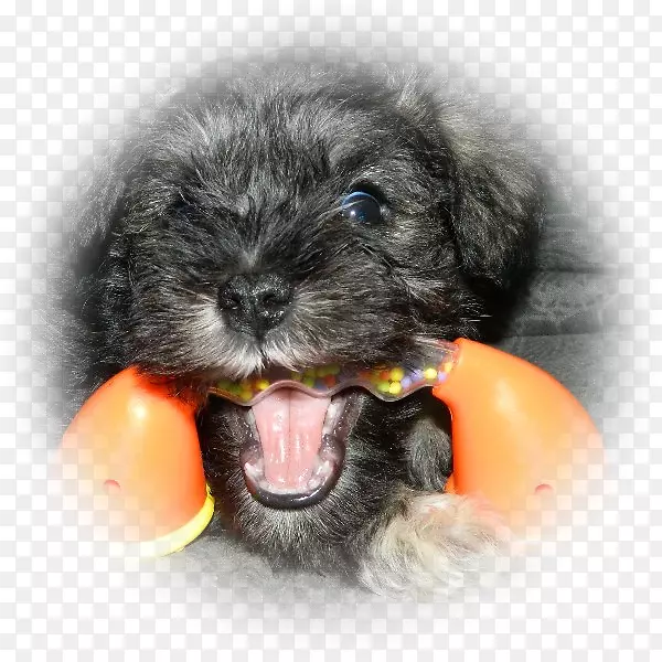 拉萨阿普索哈瓦斯犬小狗品种-小型雪纳瑞犬