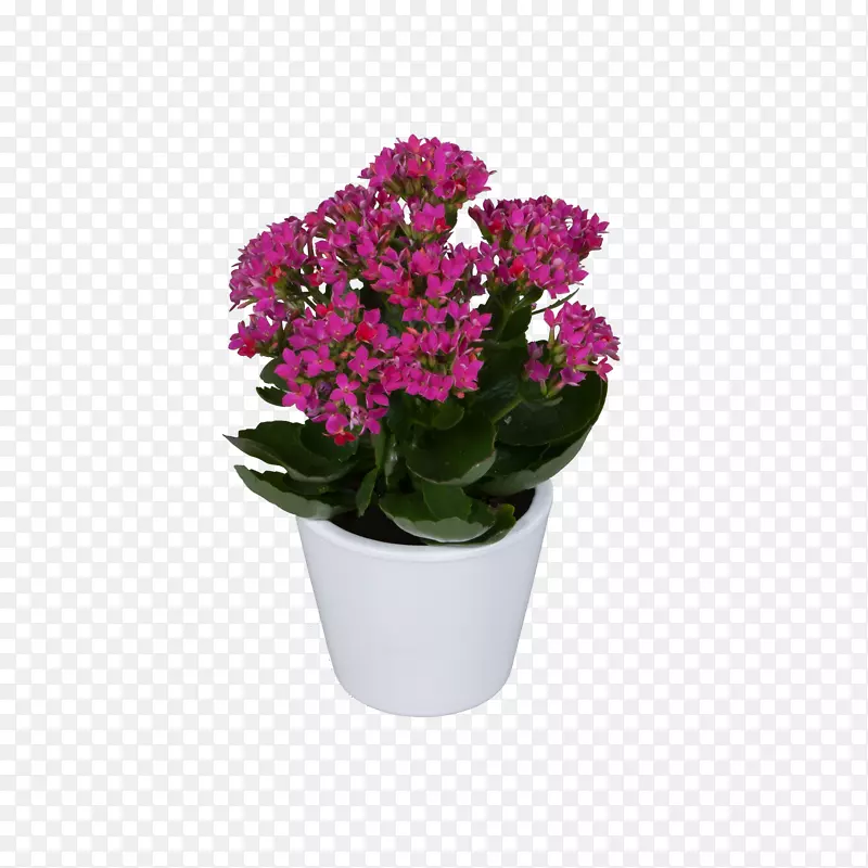马鞭草花盆粉红色紫罗兰切花.紫罗兰
