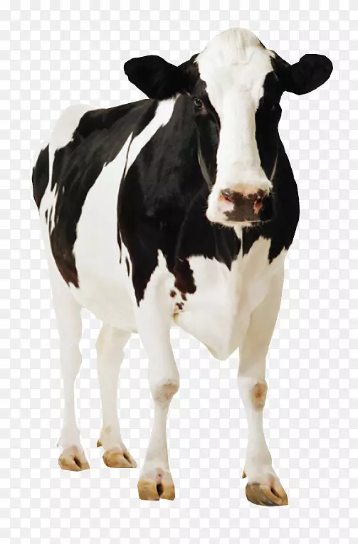 荷斯坦弗里西亚牛站纸板海报奶牛场