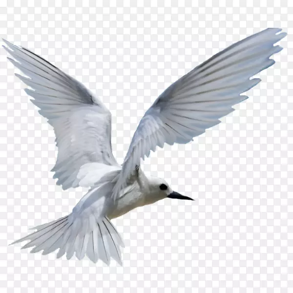 鸥鸟迁徙-白鸟