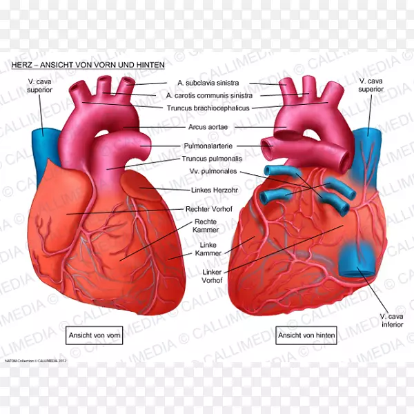 心脏解剖冠状面心脏前静脉-心脏