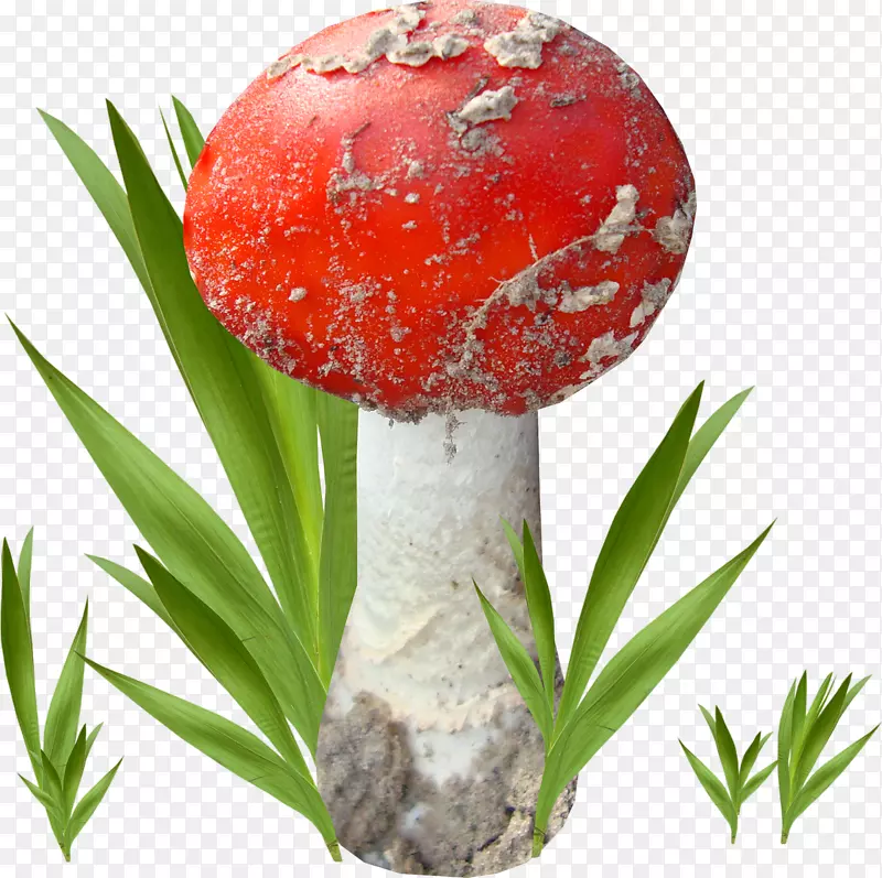 木耳食用菌平菇