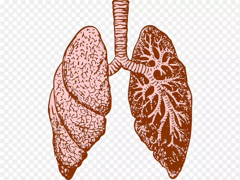 肺囊性纤维化慢性阻塞性肺疾病呼吸