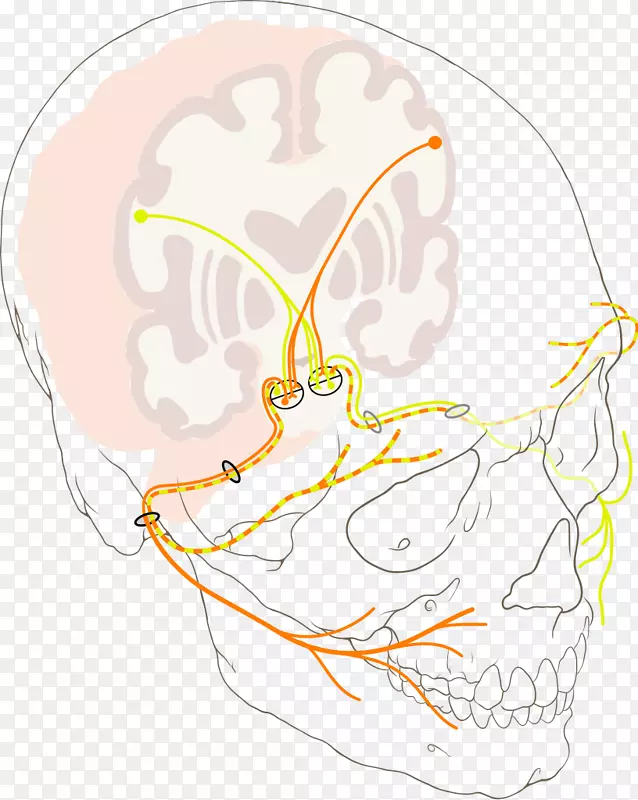颅神经、面神经、三叉神经、上运动神经元