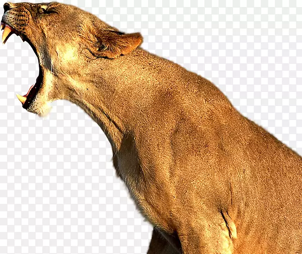 狮子公园美洲狮猫虎狮