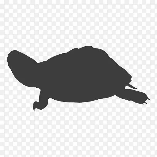 海龟轮廓龟盒龟-澳大利亚