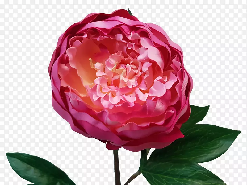 花园玫瑰，花，牡丹，卷心菜，玫瑰，切花-牡丹