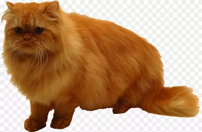 波斯猫拿破仑猫英国半长毛胡须
