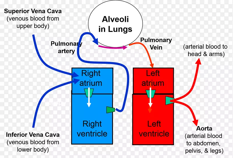 肺循环心肺移植二氧化碳心肺移植心脏
