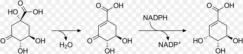 莽草酸代谢途径单宁的合成