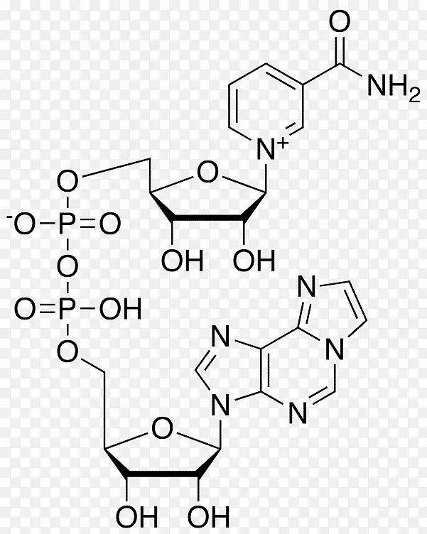 环磷酸腺苷三磷酸腺苷核苷酸烟酰胺核苷