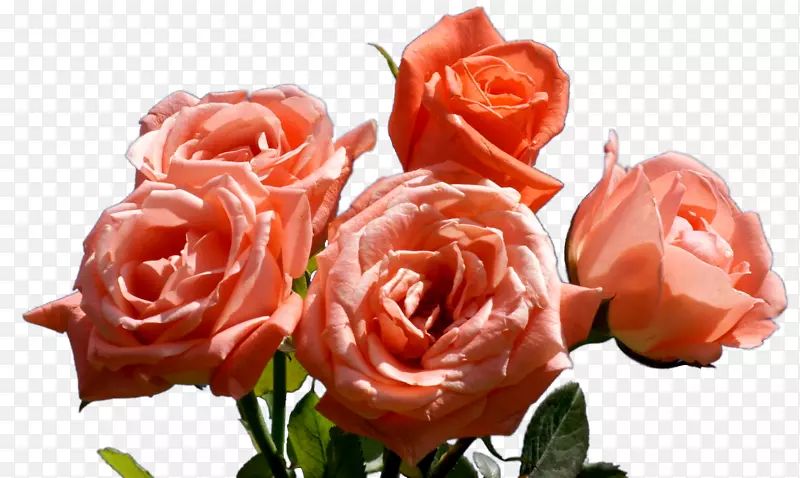 花园玫瑰，卷心菜，玫瑰花，粉红色花