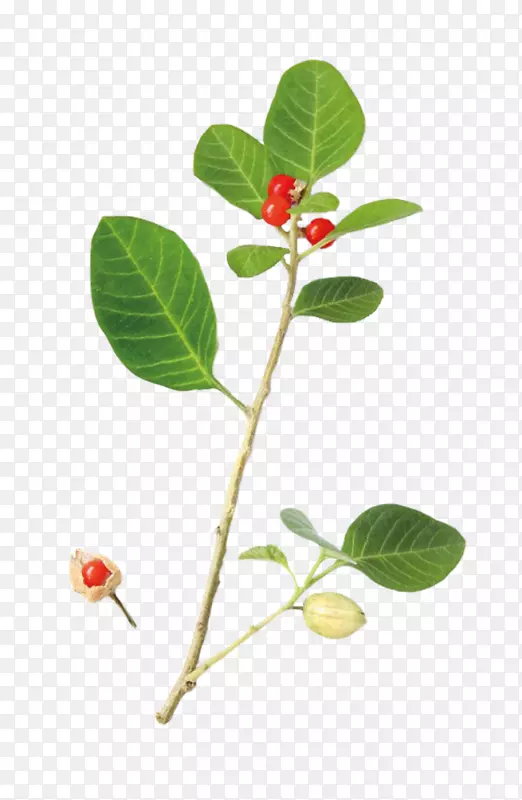 药用植物喜马拉雅│a-lek D.O.树叶有机认证-灰瓦干达