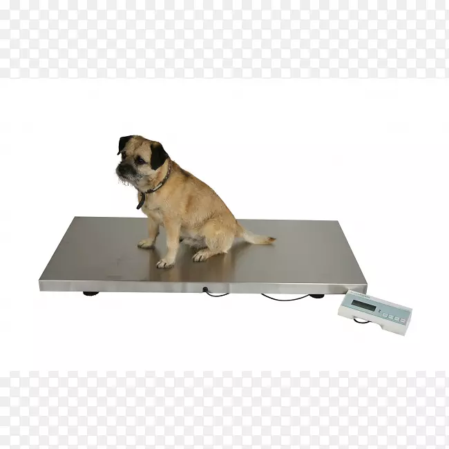 犬种测量秤兽医