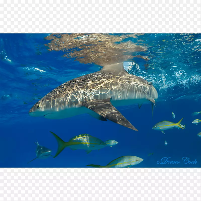 大白鲨、虎鲨、加勒比海礁鲨、柠檬鲨、礁鲨