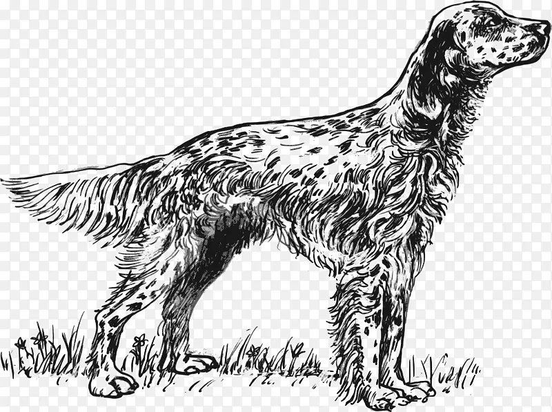 英国牧羊犬爱尔兰红白领戈登塞特英国斯普林尔猎犬-人