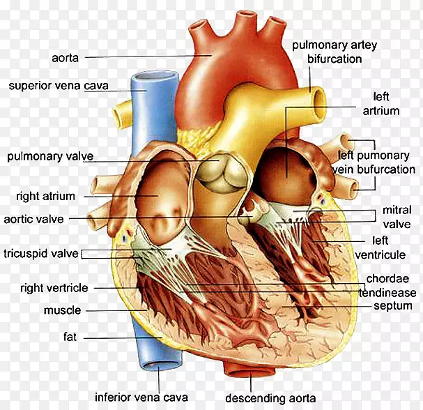 人体心脏图的解剖