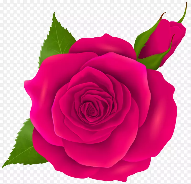 粉色花园玫瑰蓝玫瑰剪贴画-花