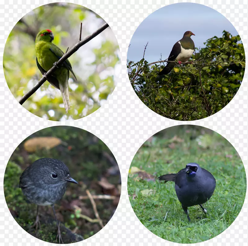 喙鸟食动物野生动物-鸟类群