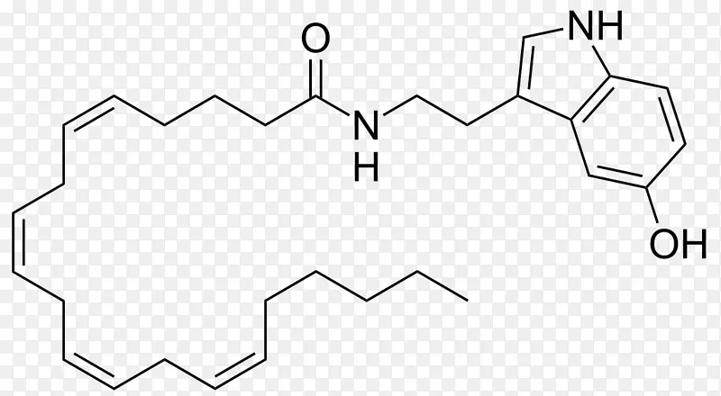 花生四烯醇基5-羟色胺转运体5-ht受体脂肪酸