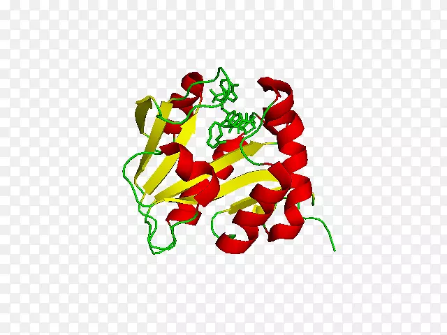 芳烷基胺N-乙酰基转移酶胆碱乙酰转移酶5-羟色胺