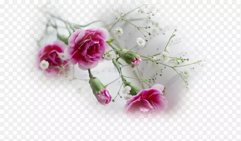 桌面壁纸粉红花桌面比喻康乃馨-花