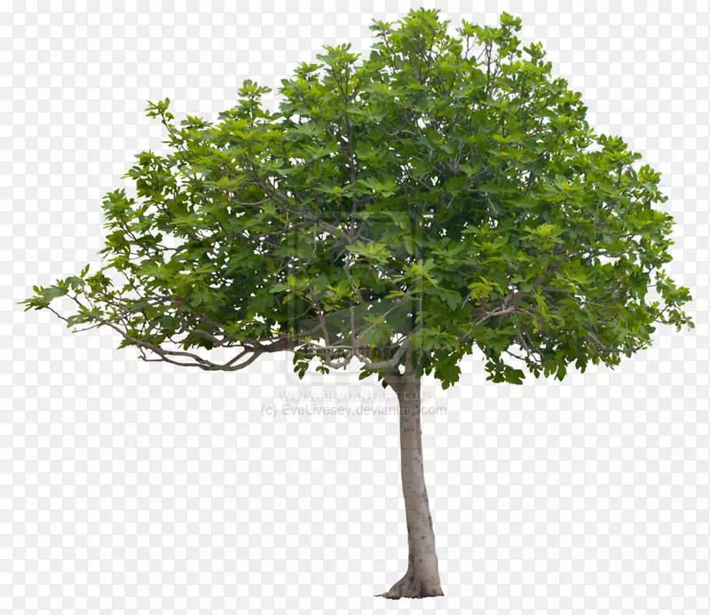 种植橡树灌木苗木