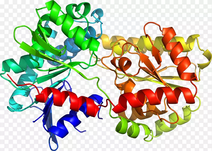 辣椒色氨酸合酶结构生物学结构