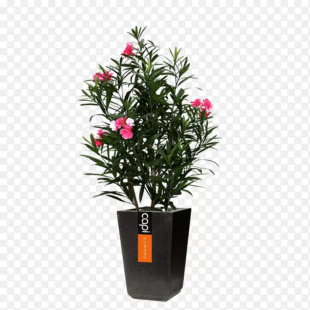 花盆室内植物hidrokültür木料