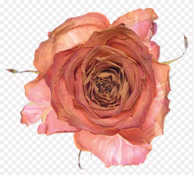 花园玫瑰Sirr-我塞夫达卷心菜玫瑰花书