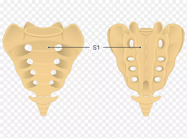 骶骨尾椎脊柱解剖-骶骨