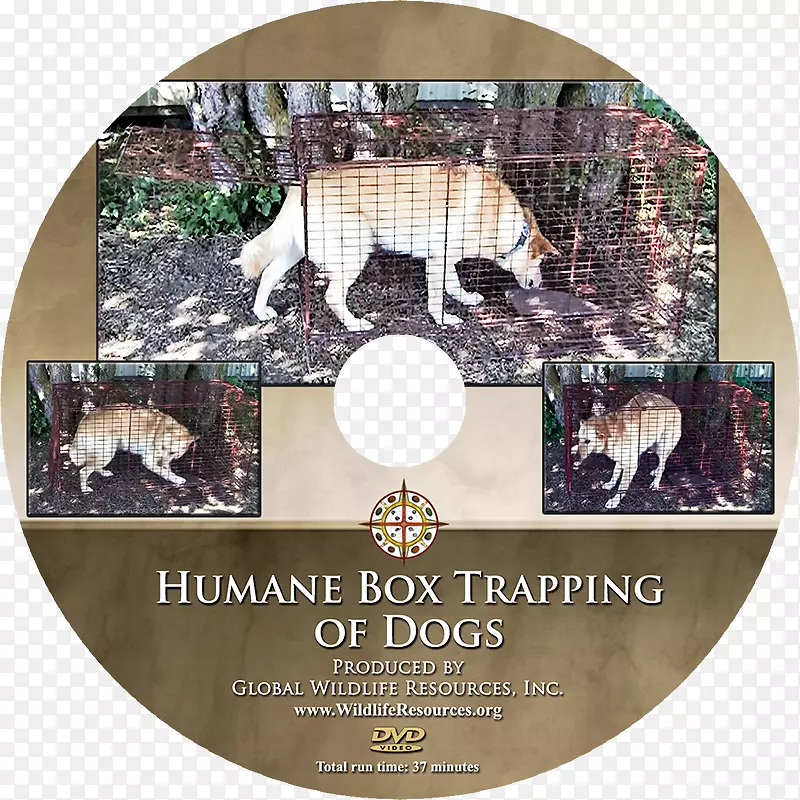 狗训练动物dvd.com-狗