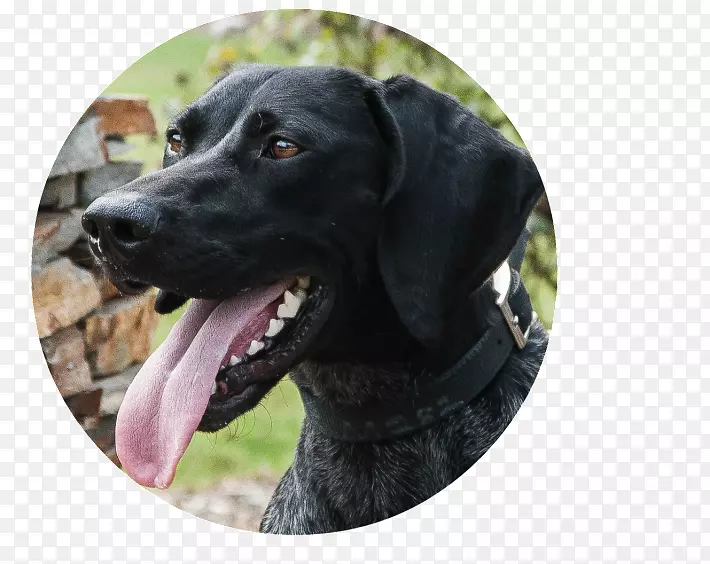 拉布拉多猎犬Plott猎犬繁殖鼻子-高地犬训练坦帕清水犬